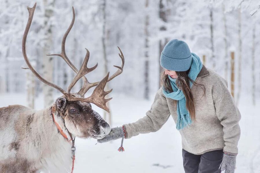 Levi: Arctic Combo - Husky & Reindeer Ride - Reindeer sleigh glide: 500 m of calm winter wonder
