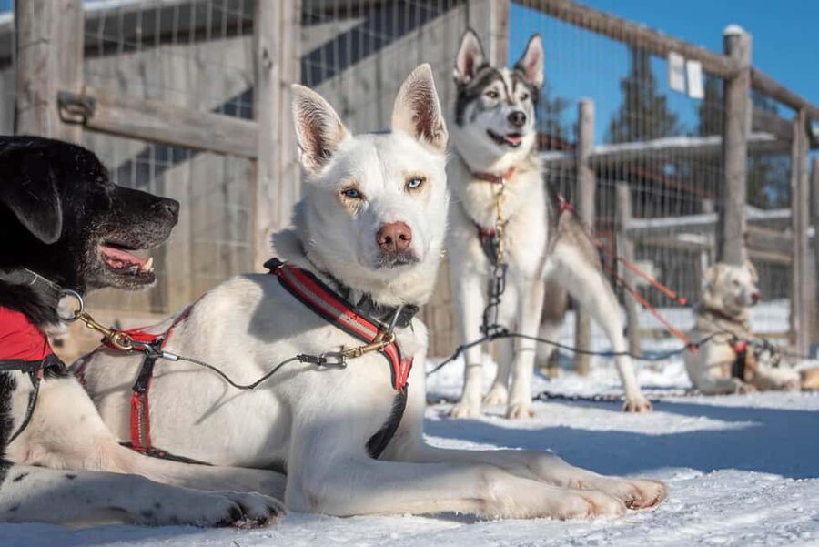 Levi: Arctic Combo - Husky & Reindeer Ride - How the 1.5 hours plays out (and where the time goes)