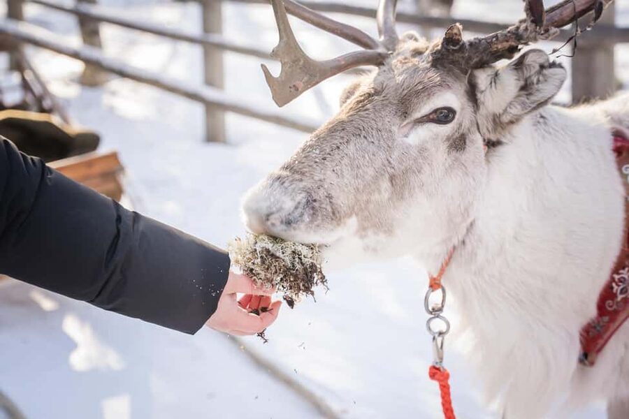 Levi: Authentic Reindeer Sled Ride with Photographer - Key Highlights You Should Know