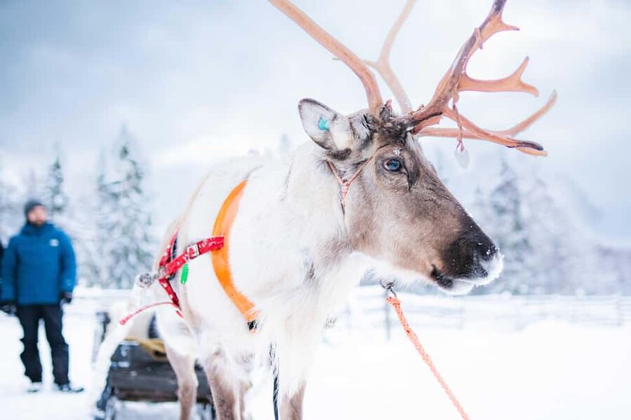 Levi: Authentic Reindeer Sled Ride with Photographer - Why This Levi Reindeer Sled Ride Feels Different Than a Typical Winter Tour