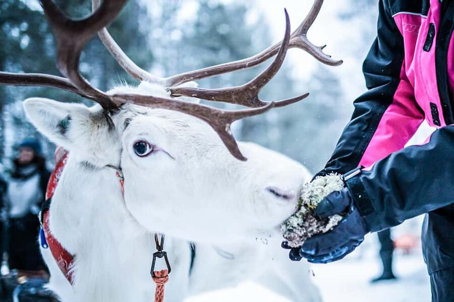 Levi: Authentic Reindeer Sled Ride with Photographer - Timing and Logistics: A 2 Hour Window That Fits Real Travel Plans