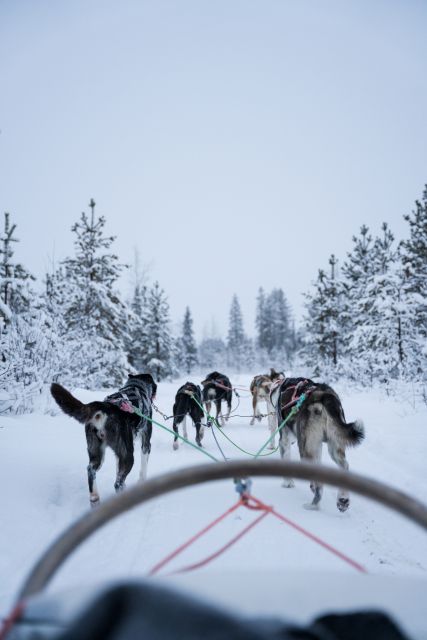 Levi: Evening Husky Sled Ride under the Northern Lights - Key Things That Make This Husky Sled Ride Worth Your Time