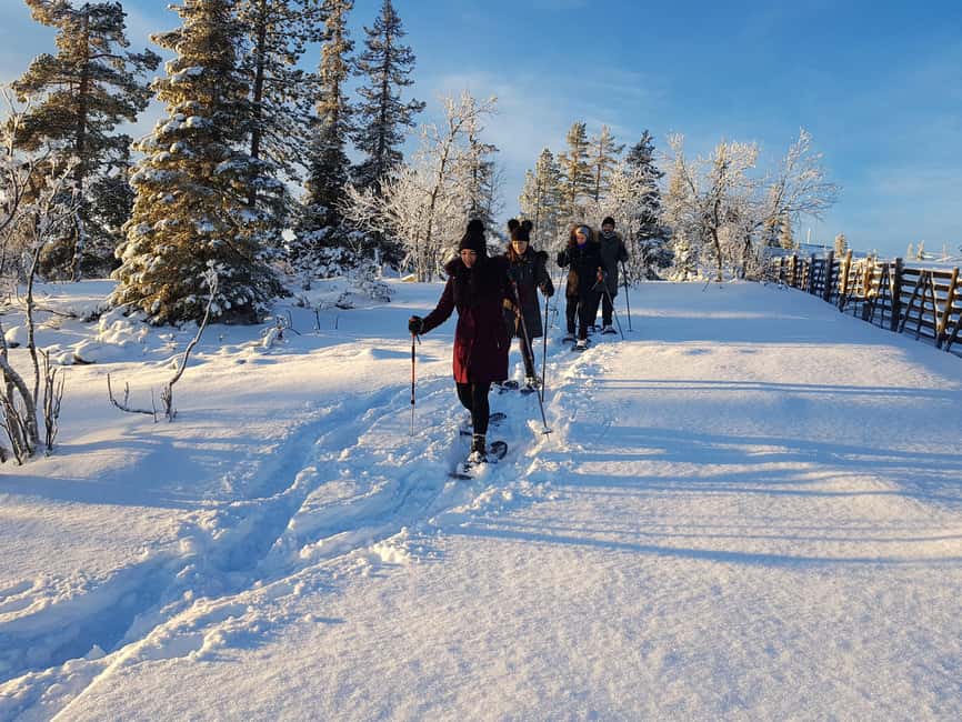 Levi: Gentle Snowshoe Walk in Winter Wilderness - From Visit Levi Tourist Info to Your First Snowshoe Steps