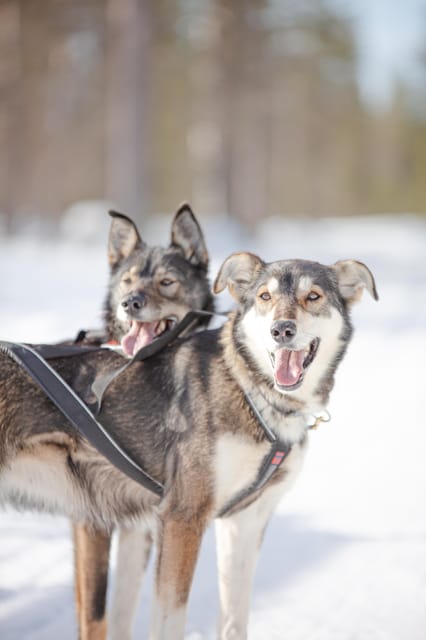 Levi: Guide-driven Husky Safari - The ride starts at the Kotipizza bus stop, then you head out to the safari