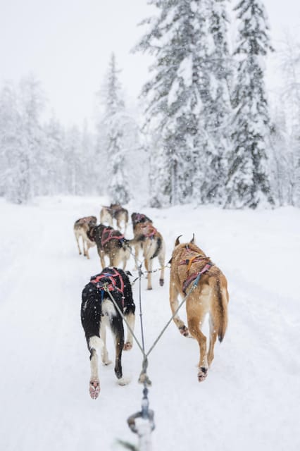 Levi: Guide-driven Husky Safari - Kennel presentation: meet the huskies before the sleds move
