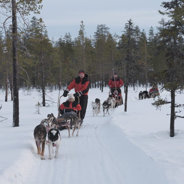 Levi: Husky Adventure Self-Drive Safari 15km - The Self-Drive Safari: 15-18 km of Lapland Snow Time