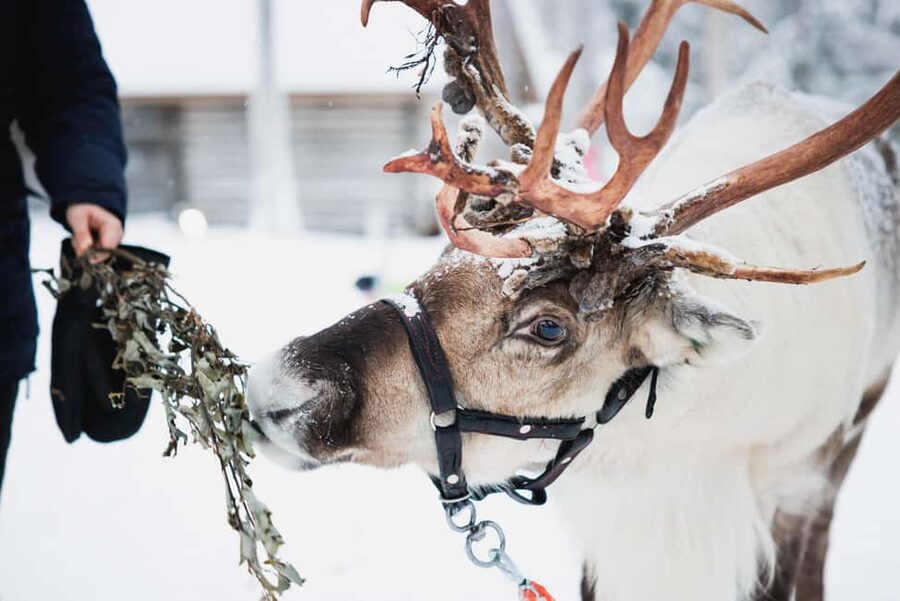 Levi: Husky and Reindeer Farm Tour with Sled Ride - Why Two Sled Experiences at One Farm Makes Sense in Levi