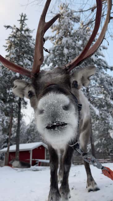 Levi: Husky and Reindeer Farm Tour with Sled Ride - Reindeer Sleigh Ride: Slow Lapland Views and Good Facts