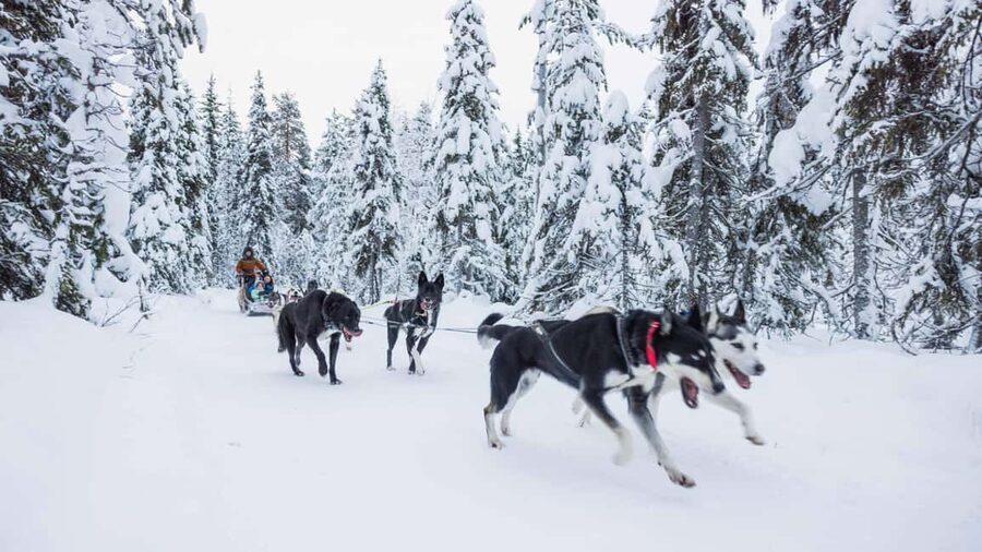 Levi: Husky and Reindeer Farm Tour with Sled Ride - Itinerary Flow in Plain English (What Your 3 Hours Usually Look Like)