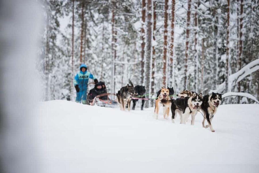 Levi: Husky and Reindeer Farm Tour with Sled Ride - Pickup in Levi, Timing, and How Not to Miss the Start
