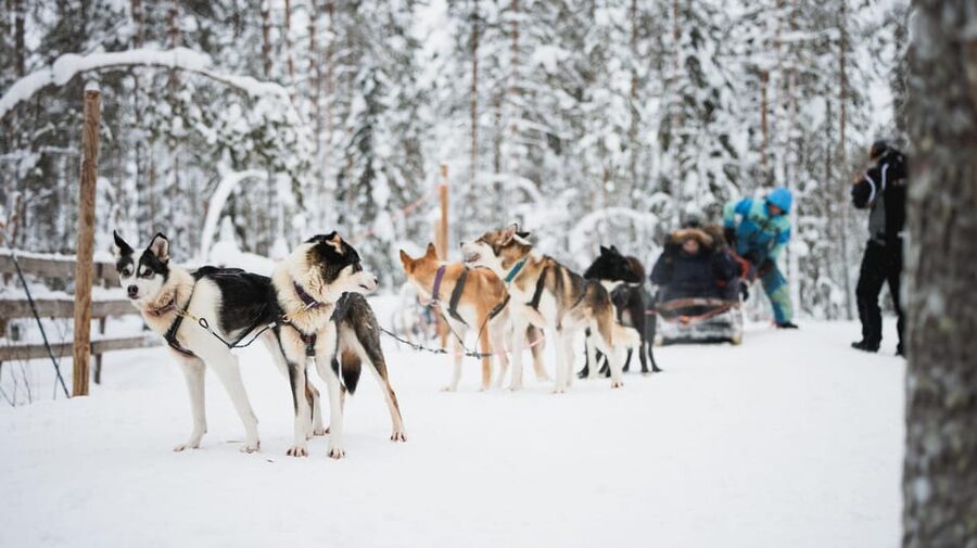 Levi: Husky and Reindeer Farm Visit with Snowmobiling - Husky farm stop: the 500-meter ride that packs a lot of energy