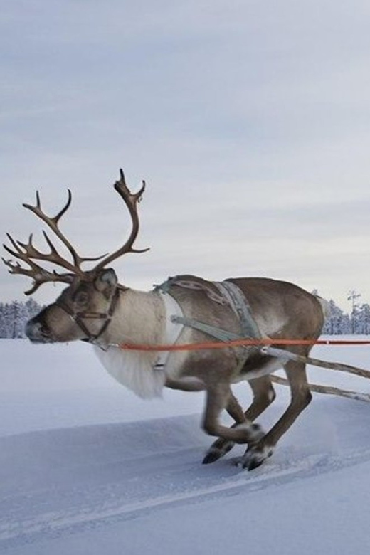 Levi: Lapland Reindeer and Husky Safari - Getting from Levi to the farms: pickup, a quick Kittilä start, and a calm schedule