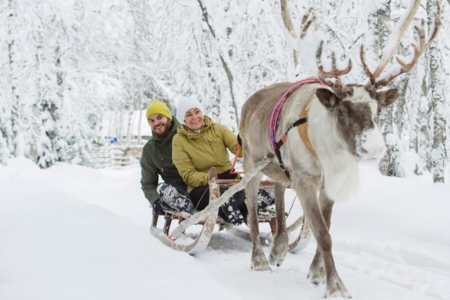 Levi: Lapland Reindeer and Husky Safari - Reindeer farm in the kota: hot berry drink, feeding time, and a 1 km sled