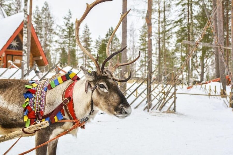 Levi: Lapland Reindeer and Husky Safari - Husky farm safari: instructions, petting time, and your 2 km sled ride