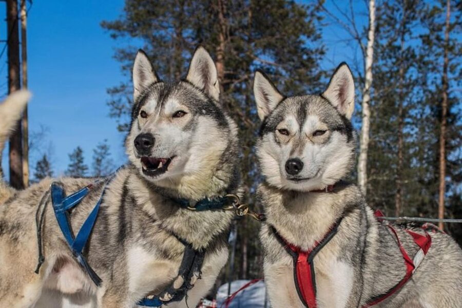 Levi: Lapland Reindeer and Husky Safari - Small group feel and guide energy: why it feels more personal than big-group tours