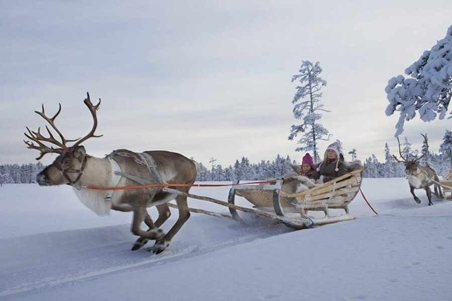 Levi: Lapland Reindeer and Husky Safari - Who should book this Levi reindeer and husky safari, and who should skip it