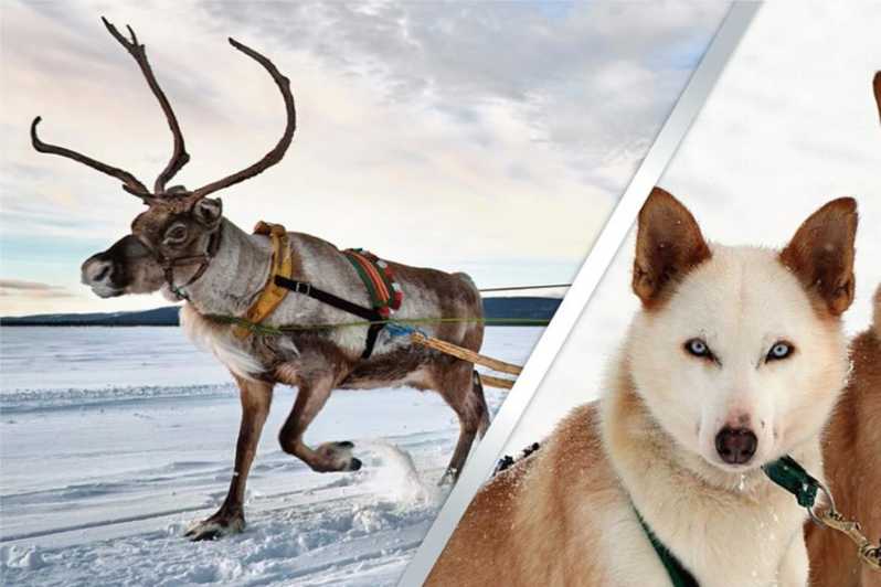 Levi: Lapland Reindeer and Husky Safari - The secret stop: photos, wildlife spotting, and a short sledding moment
