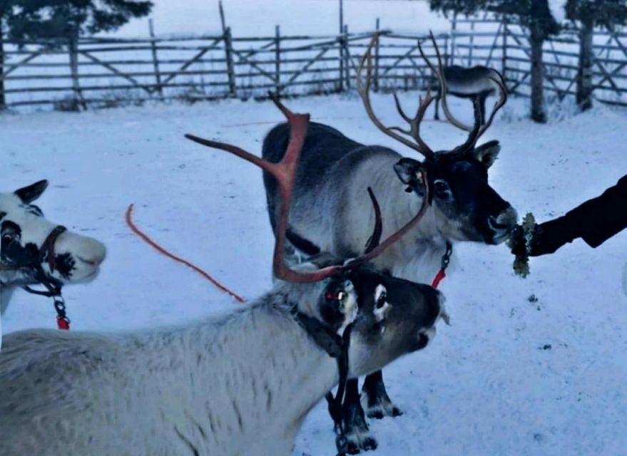 Levi: Lapland Reindeer Safari - Why this Levi reindeer safari feels authentically Lapland