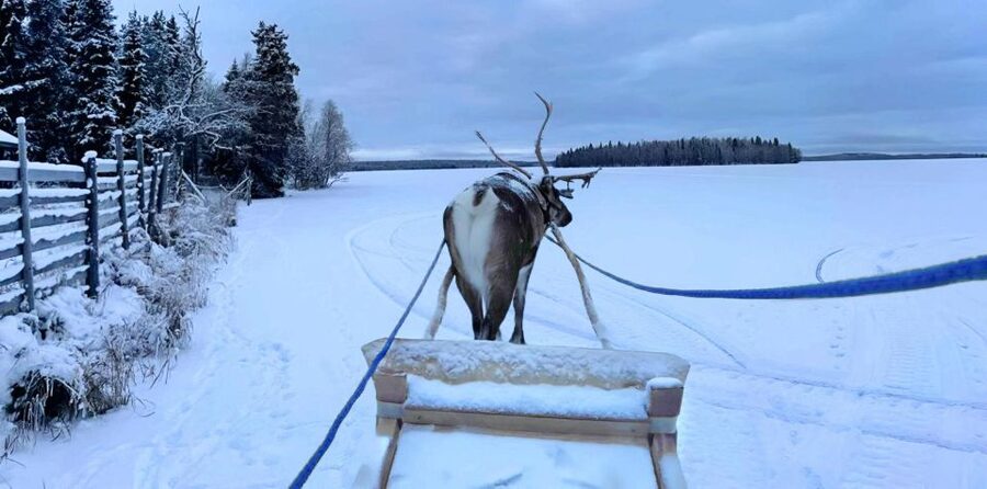 Levi: Lapland Reindeer Safari - Fire hut warmth: hot drink, cookies, and the culture lesson that clicks