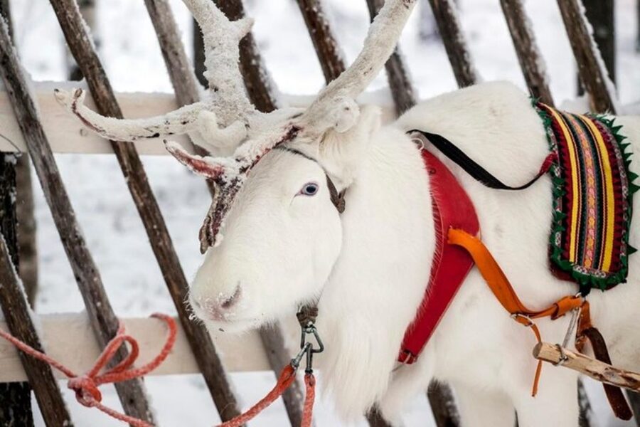 Levi: Lapland Reindeer Safari - Timing, language, and how to avoid common annoyances