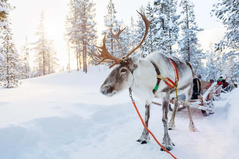 Levi: Lappish Reindeer Sled Ride 3 km - Key Things I’d Focus On Before You Go