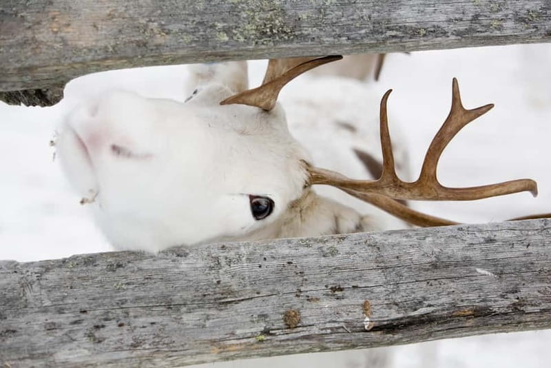 Levi: Lappish Reindeer Sled Ride 3 km - Meeting Young Reindeer in the Corral, Up Close