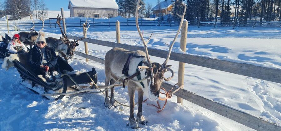 Levi: Lappish Reindeer Sled Ride 3 km - Who This Tour Fits Best in Levi