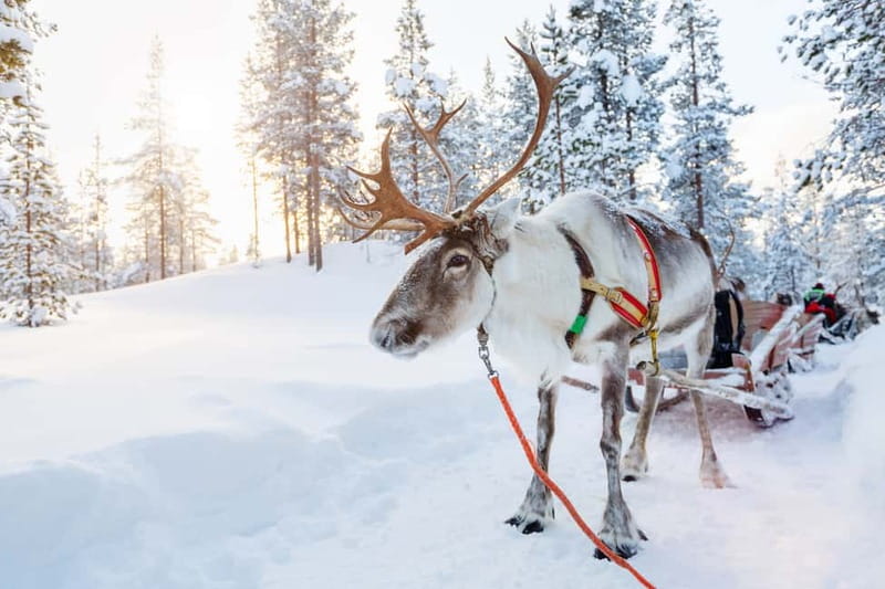Levi: Reindeer Experience with Sled Ride - Key highlights you’ll care about
