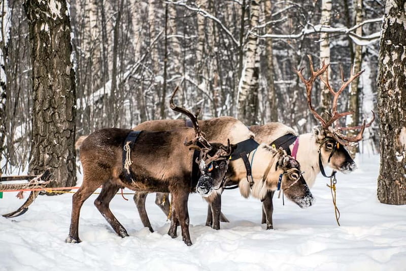 Levi: Reindeer Experience with Sled Ride - At the Farm: How Finland’s Reindeer Herders Run Their Daily Life
