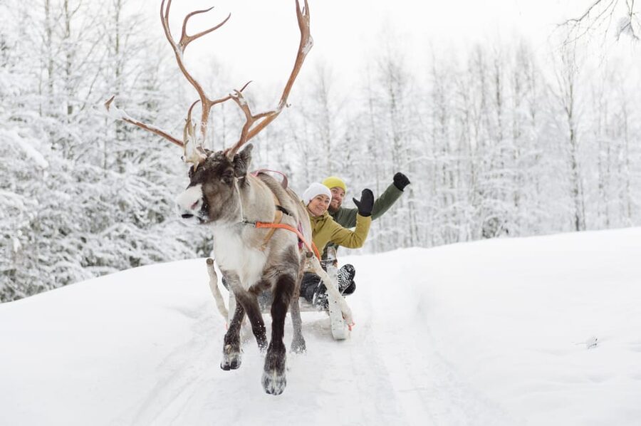 Levi: Reindeer Experience with Sled Ride - Sleigh Ride in the Forest: Short, Scenic, and Photo-Friendly