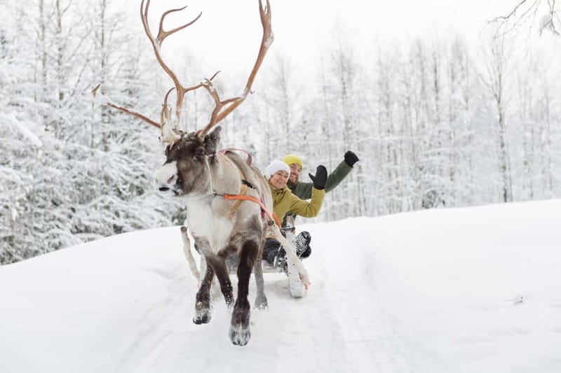 Levi: Reindeer Experience with Sled Ride - Should You Book This Reindeer Sled Tour in Levi?