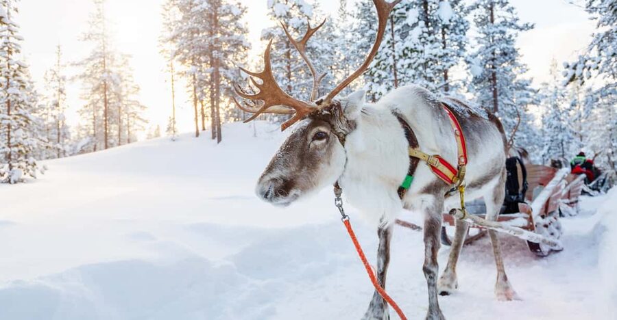 Levi: Reindeer Experience with Sled Ride - FAQ