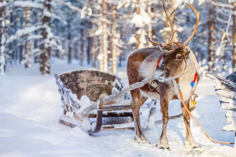 Levi: Reindeer Experience with Sled Ride - Pickup Timing in Levi: Getting to the Reindeer Area Without Stress