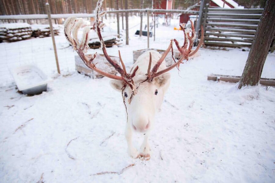 Levi: Reindeer Farm E-Fatbike Safari - Reindeer farm stop: feeding, learning, and slowing down