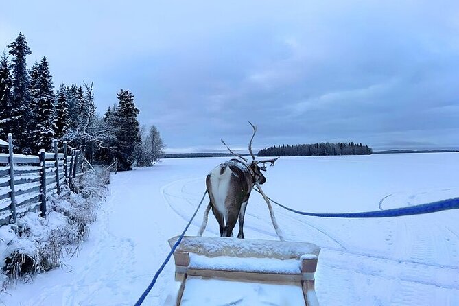 Levi Reindeer Safari - Long or Quick - with Sledge Ride - Stop 2: the reindeer safari sledge ride and why length varies