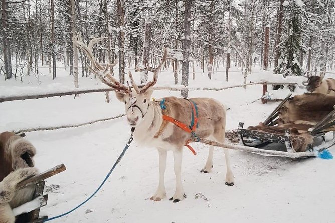 Levi Reindeer Safari - Long or Quick - with Sledge Ride - Who should book this Levi reindeer safari, and who might be disappointed