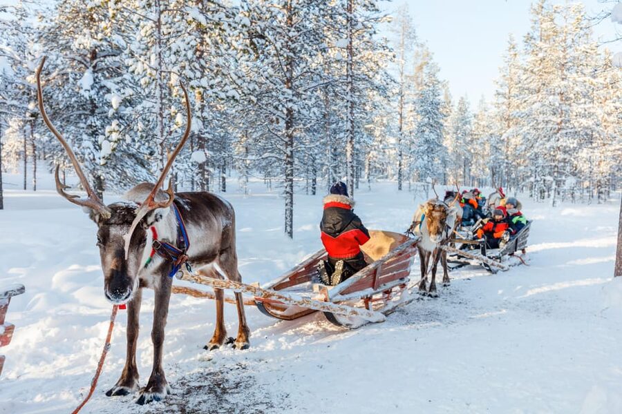 Levi: Reindeer Sleigh Ride Tour in Snowy Forest - Ratings and what they suggest about the experience