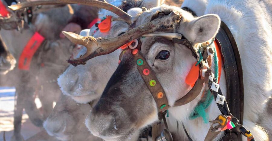 Levi: Reindeer Sleigh Ride Tour in Snowy Forest - Hitting Hissitie 11 in Levi: meeting Polar Lights Tours the easy way