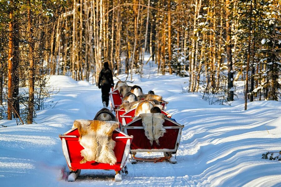 Levi: Reindeer Sleigh Ride Tour in Snowy Forest - The meaning of Kermikkä: a small language detail that makes the ride warmer