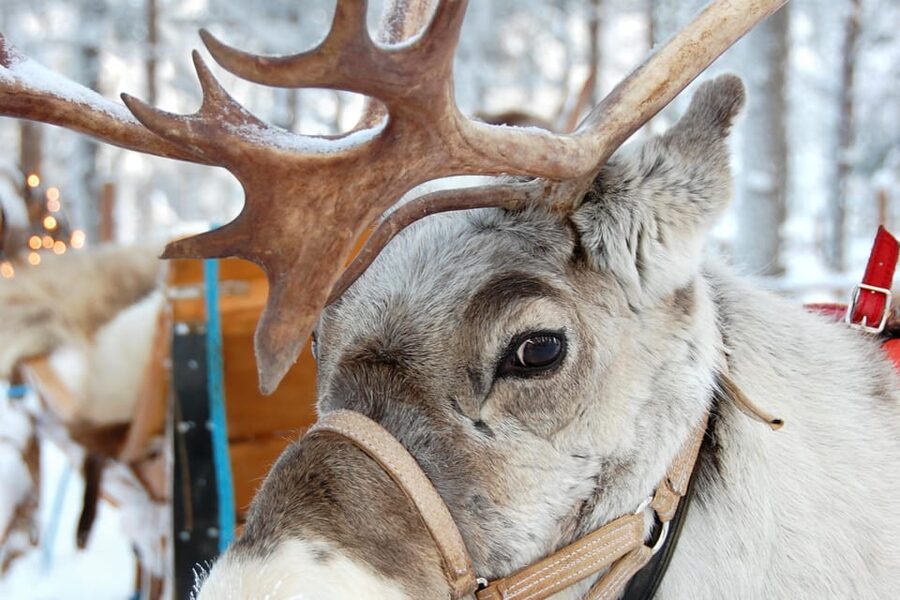 Levi: Reindeer Sleigh Ride Tour in Snowy Forest - Guided tour + photo stop: getting the best moments without rushing