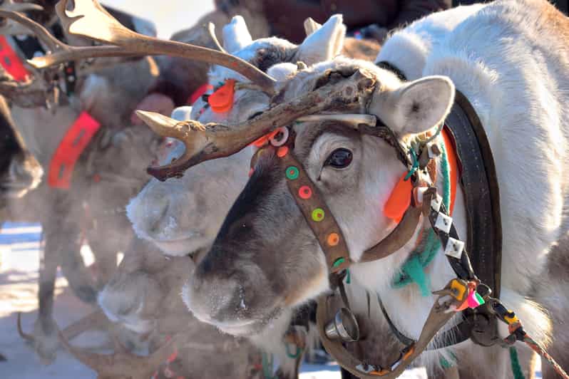 Levi: Reindeer Sleigh Ride Tour in Snowy Forest - Campfire cozy time: hot berry juice, snacks, and North stories