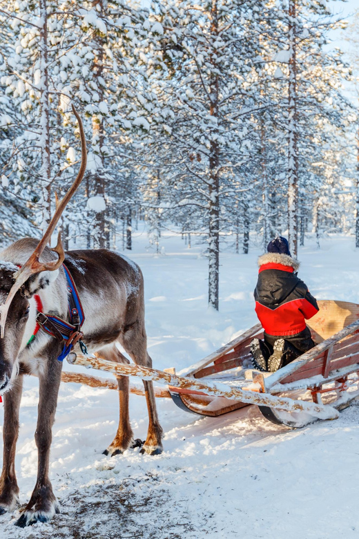 Levi: Reindeer Sleigh Ride Tour in Snowy Forest - Price and value: what $103 buys you in real terms