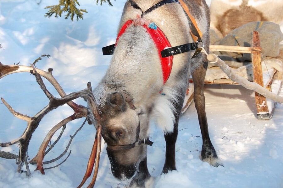 Levi: Reindeer Sleigh Ride Tour in Snowy Forest - Safety briefing plus stories: why the tour starts before the sleigh ride
