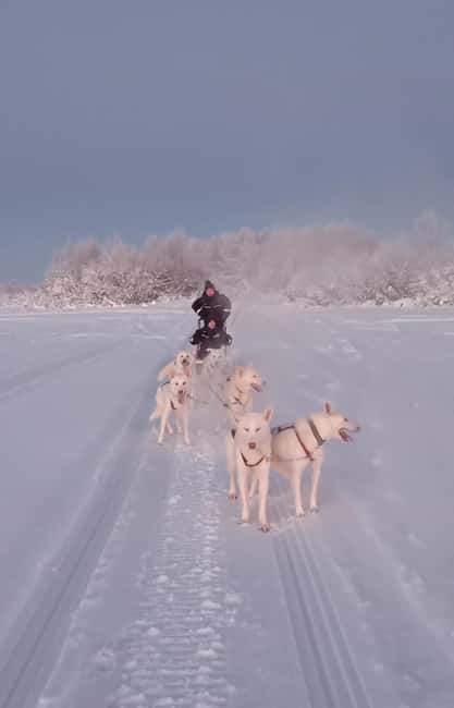 Levi: Self-Drive 2 KM Husky Sledding Experience - Why Self-Drive Husky Sledding Around Levi Works So Well