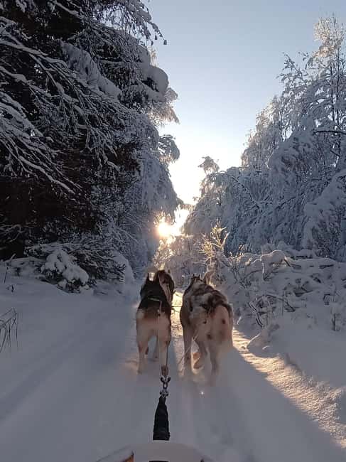 Levi: Self-Drive 2 KM Husky Sledding Experience - Before You Go, You Get Real Driving Instructions