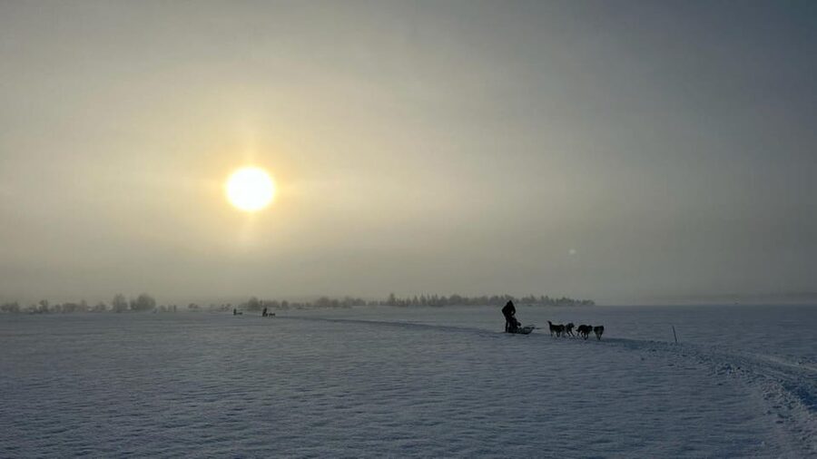 Levi: Self-Drive 5 KM Husky Sledding Experience - Why Driving Your Own Husky Team Feels So Different in Levi