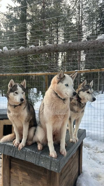 Levi: Self-Drive 5 KM Husky Sledding Experience - Meeting at Kurjennivantie 118, and How the Small Group Keeps It Smooth