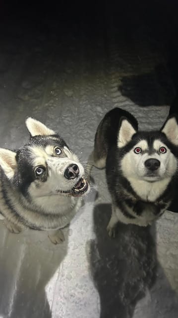 Levi: Self-Drive 5 KM Husky Sledding Experience - The 5 km Self-Drive Sled Ride: What It Feels Like When You Are in Control