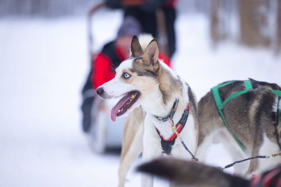 Levi: Self-Drive Guided Husky Tour - Key Points You Should Know Before You Go