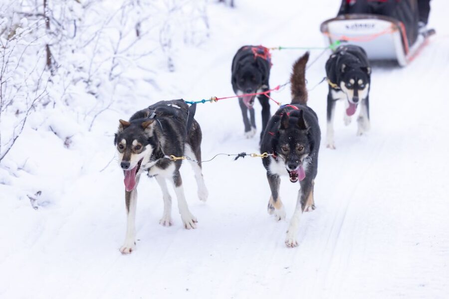 Levi: Self-Drive Guided Husky Tour - The Short Transfer, the Photo Stop, and Why That Timing Helps